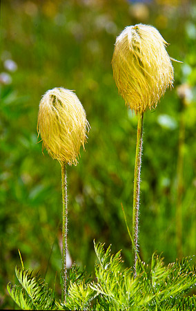 Western Pasqueflower